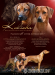 Rhodesky ridgeback ss PP