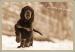 Gordonsetr štěně - gordon setter 