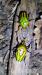 Imága Eudicella woermanni iturina
