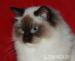RAGDOLL :