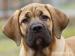 Boerboel