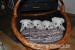 West highland white terrier (westík)- štěňata s PP