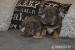 American Bully