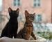 Savannah F6 SBT (black melanistic) s rodokmen a pp
