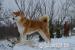 Akita Inu - predám šteniatko