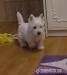 West highland white terrier - rodowodowe