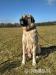 Anatolský pastevecký pes(Kangal)