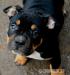 American bully