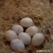 Vajíčka drobných exotov a astrildov