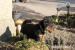 Welsh terrier
