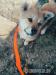 Akita Inu