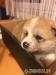 Akita - inu s PP pejsek