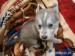kříženec husky x německý ovčák
