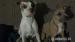 Americký stafordšírsky teriér, amstaff 