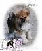 Akita inu s PP