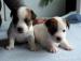 Jack Russell Terier