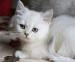 Britská stříbřitě stínováná kočička s PP 