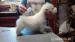 west highland white terrier
