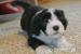 Bearded collie