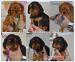 Kavalír King Charles Spaniel