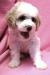 Lagotto Romagnolo - Italský vodní pes