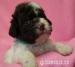 Lagotto Romagnolo - Italský vodní pes