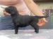 Flat coated retriever sPP
