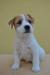 Parson russel terrier - štěňata s PP