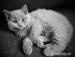 Britská koťátka bez PP