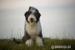Bearded collie
