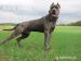 Štěňata Americký bandog