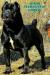 Cane Corso s PP