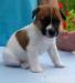 jack russell terier