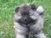 Německý špic vlčí / Keeshond