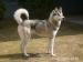 Sibiřský husky