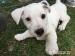 Jack Russell Teriér