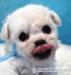 Bišonek - Bichon Frisé