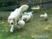 Golden retriever s PP - štěňata /zlatý retrívr/