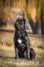 šteniatka cane corso 