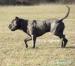 Americký bandog