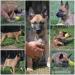 Belgický ovčák malinois