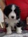 Bearded collie