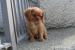 Cavalier King Charles Štěňátka na prodej a adopci