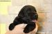 Štěňata Labrador Retriever s PP