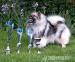 Keeshond - vlčí špic štěňata
