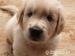 Štěně zlatého retrívra (Golden retrievera) s PP