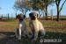 Kangal s PP
