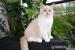 Britské kotě kočička bicolor s PP