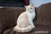 Britský kocourek kotě bicolor s PP