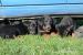 Beauceron s PP 